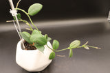 'Edamame’ -WE-072