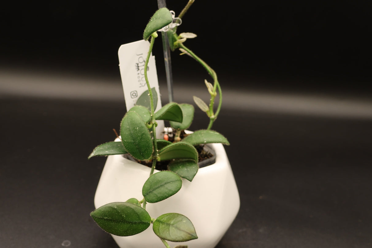 'Edamame’ -WE-072
