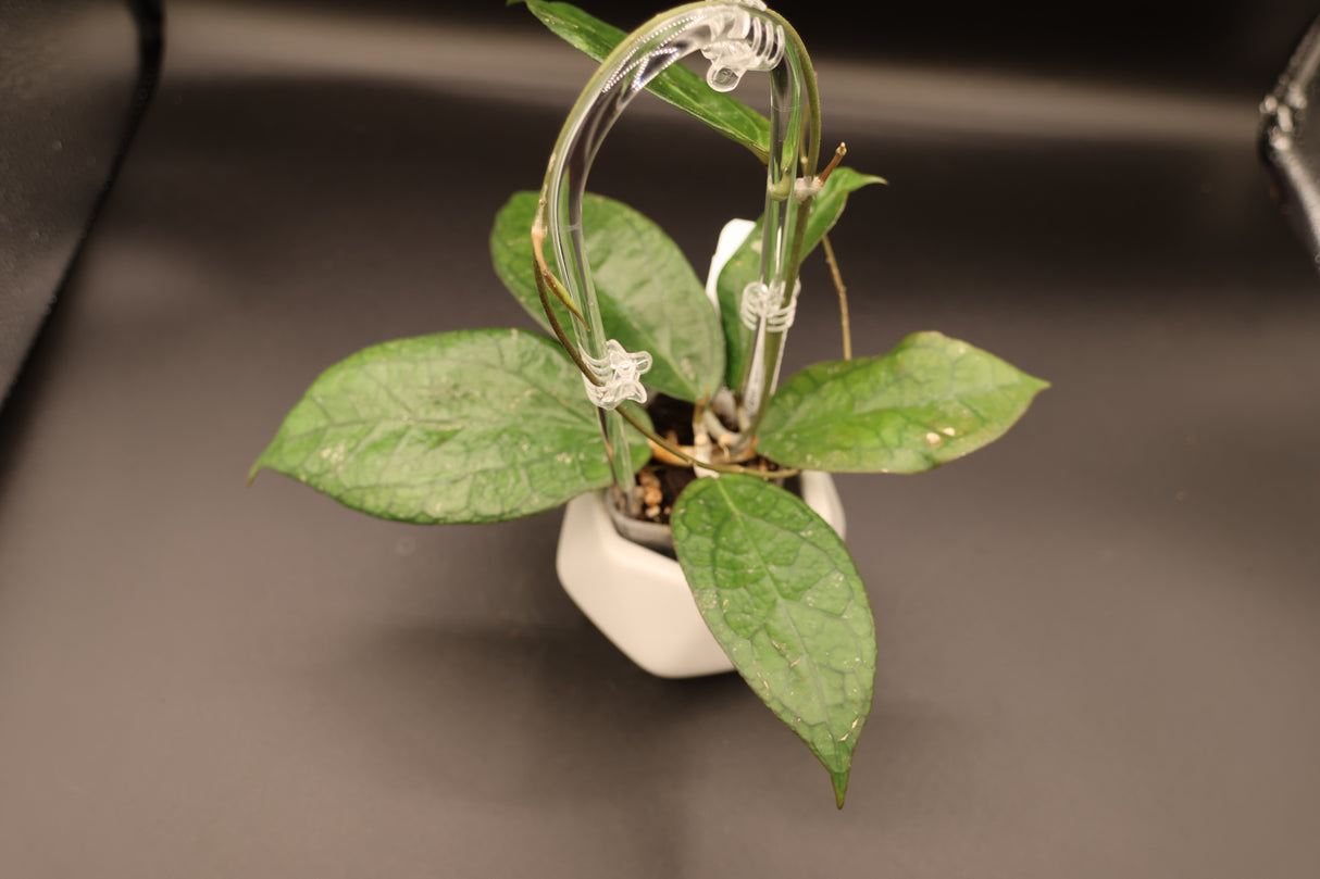 'Surisa' MB1280 (nicholsoniae x Goldeneye) -WE-079