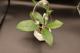 'Surisa' MB1280 (nicholsoniae x Goldeneye) -WE-079
