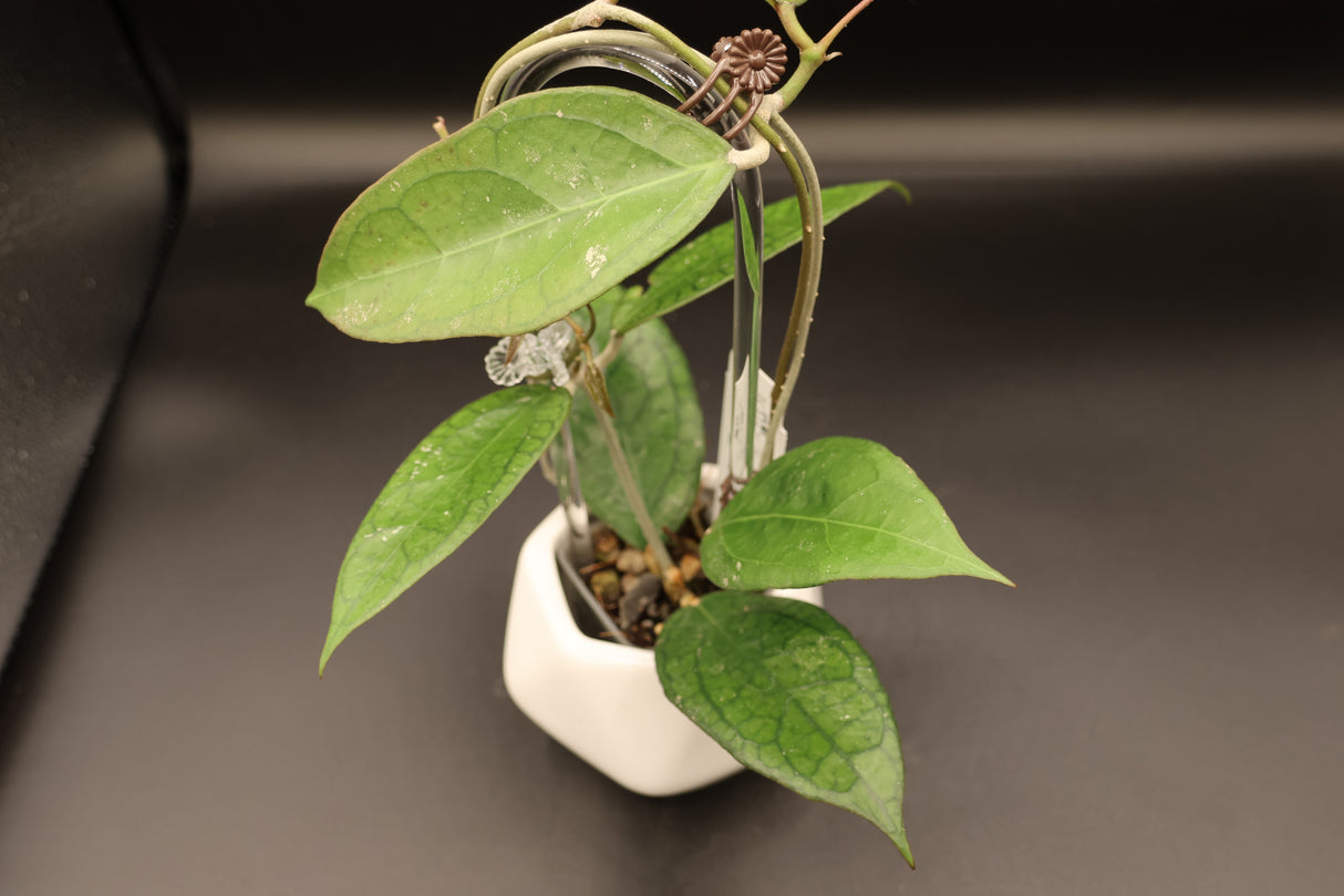 'Surisa' MB1280 (nicholsoniae x Goldeneye) -WE-047