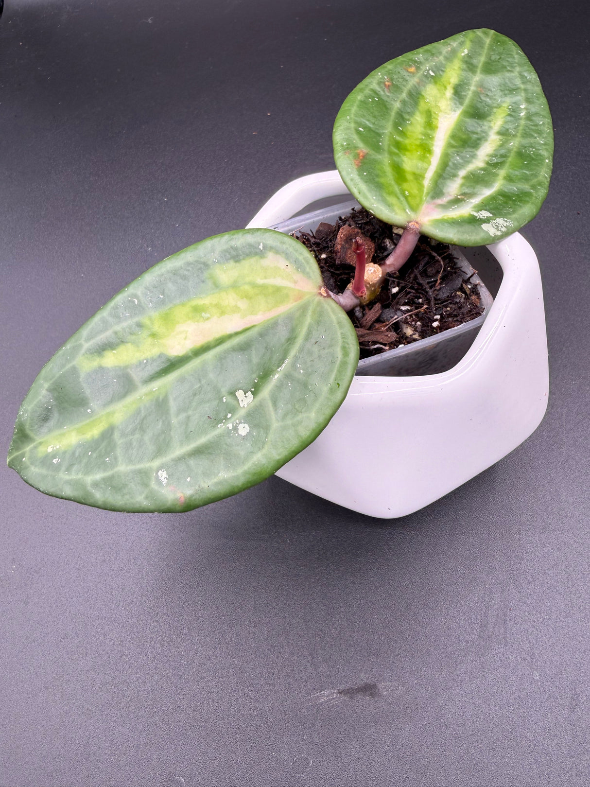 latifolla (FN015, inner variegated) -WF111