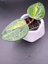 latifolla (FN015, inner variegated) -WF111