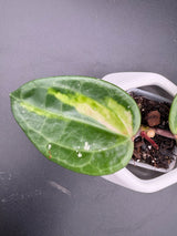latifolla (FN015, inner variegated) -WF111