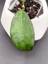 'Rasperry Striper’ RHM25137-2 (clemensiorum x UNK) -WF110