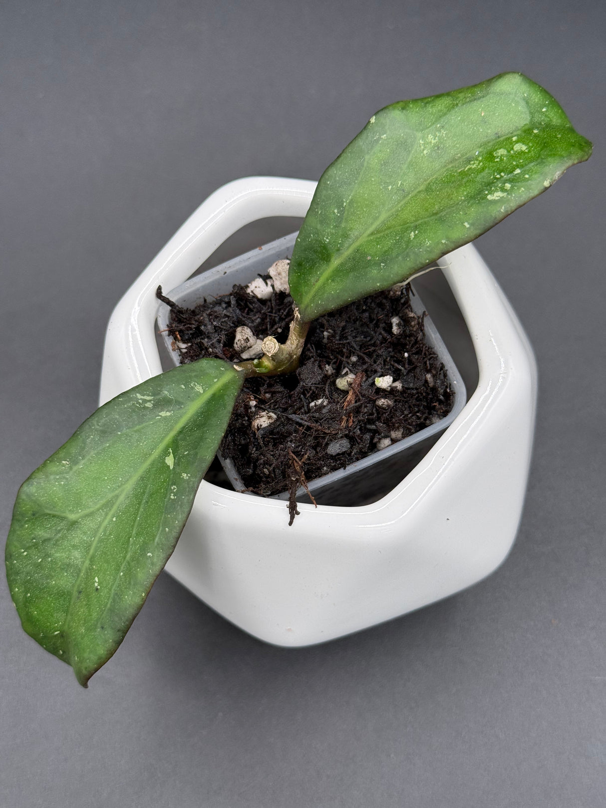'Rasperry Striper’ RHM25137-2 (clemensiorum x UNK) -WF110