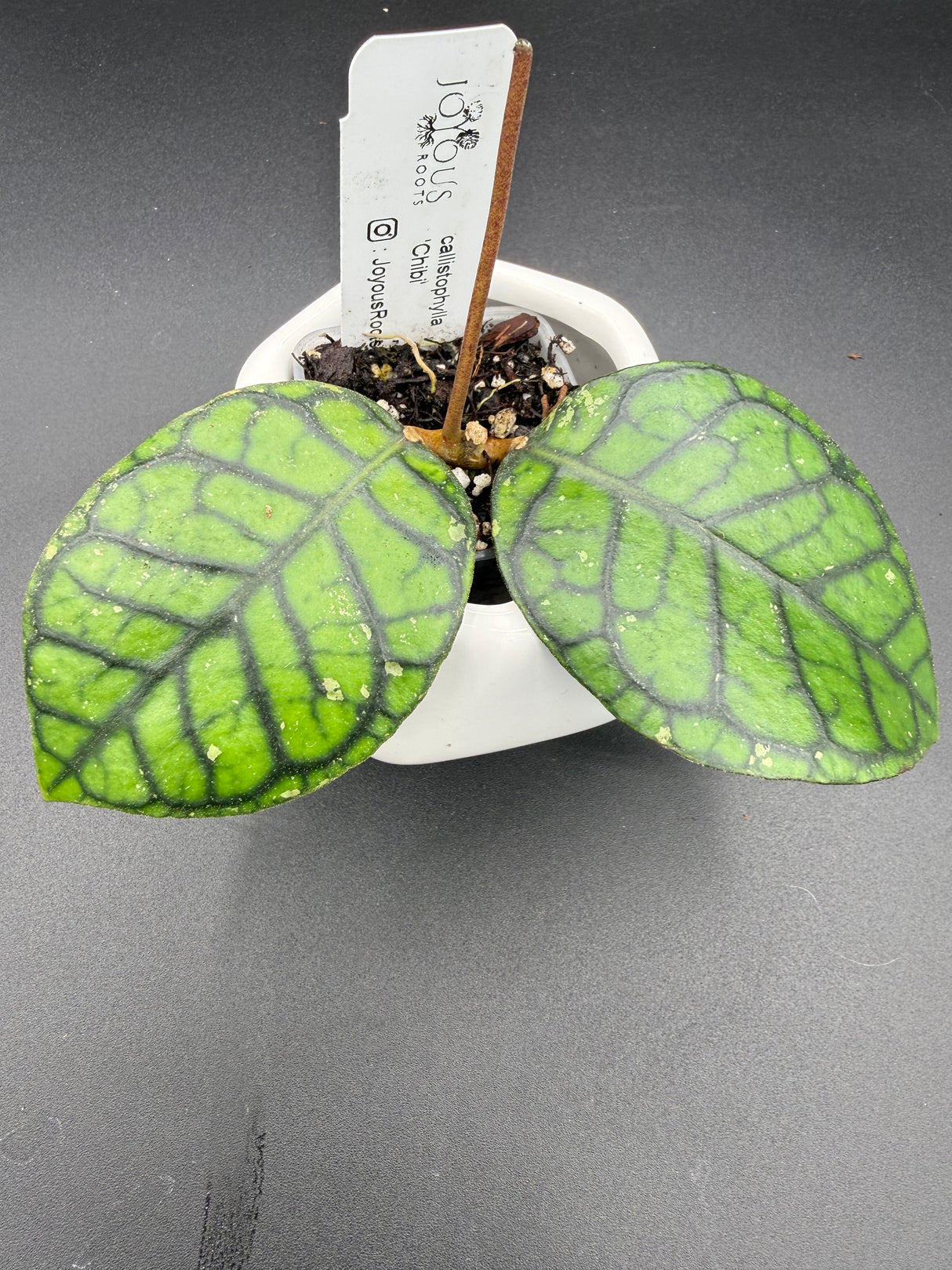 callistophylla 'Chibi" -WF106