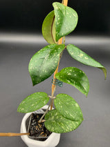 sp. aceh 'Exotica' -WF137