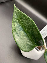 latifolia 'Rimba Perak' -WF136