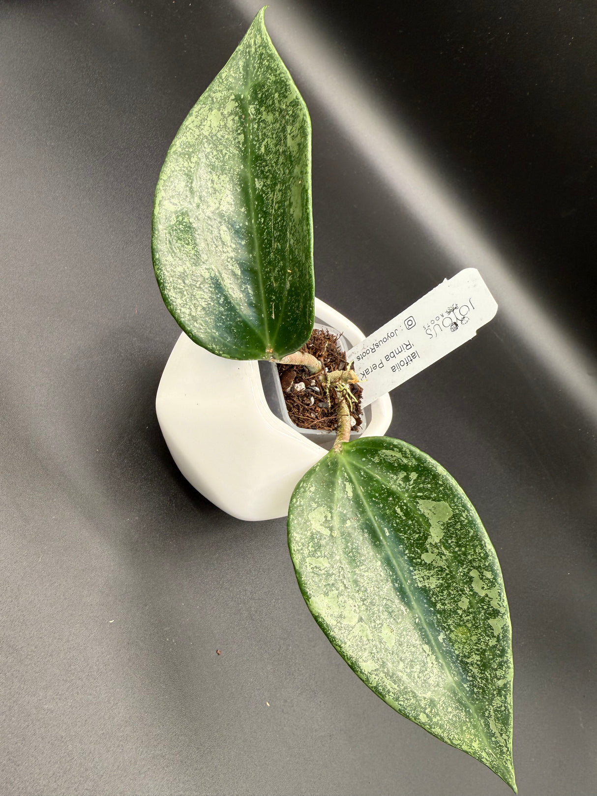 latifolia 'Rimba Perak' -WF136