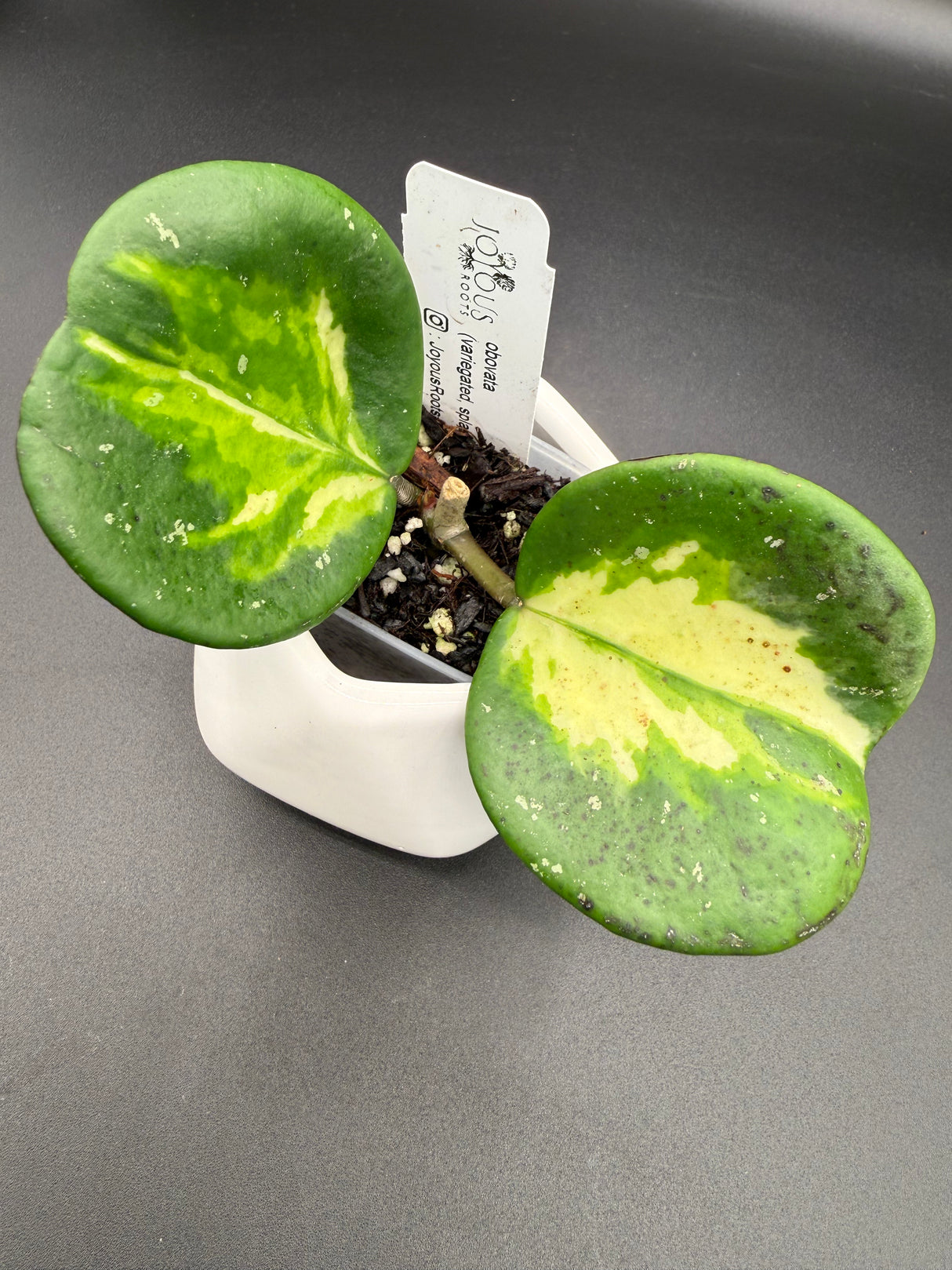 obovata (variegated, splash) -WF088
