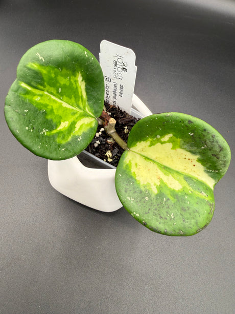 obovata (variegated, splash) -WF088