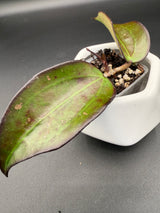 AH 'Black Baabel’ -WF087
