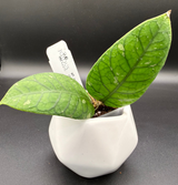 aff. meredithi (Dark Splash clone) -WF098