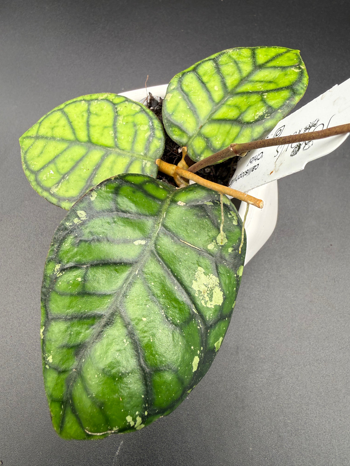 callistophylla Chibi -WF104