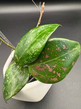 'Pink Curl' verticillata (FKA wibergiae) (DMW-001-Q) -WF112