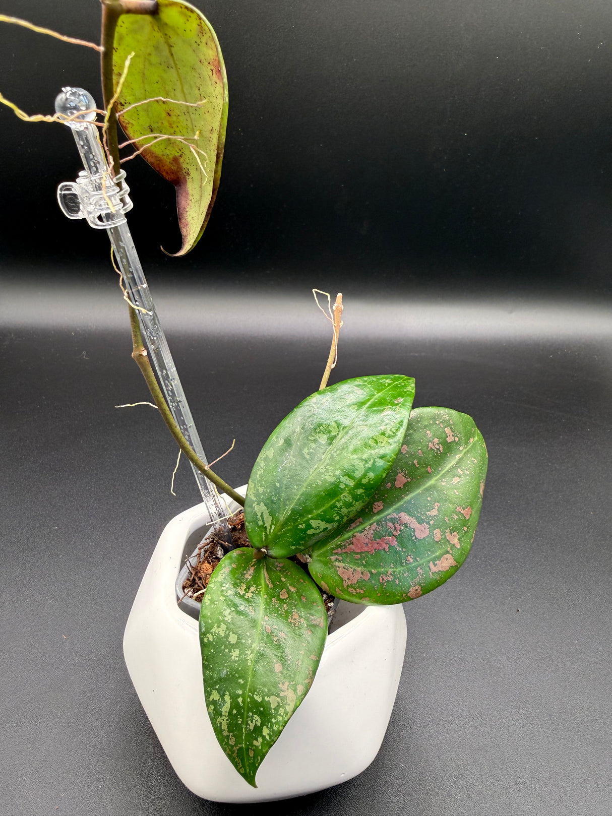 'Pink Curl' verticillata (FKA wibergiae) (DMW-001-Q) -WF112