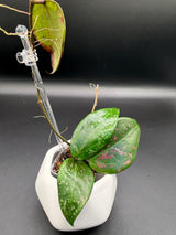 'Pink Curl' verticillata (FKA wibergiae) (DMW-001-Q) -WF112