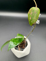 'Pink Curl' verticillata (FKA wibergiae) (DMW-001-Q) -WF112
