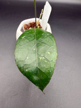 sp. Gumpang 'Elephant Trunk" -WE657