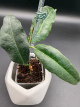 B2 'Srikandi NAP (wallichii (red) x versteegii) -WD388