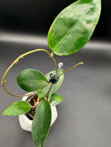 WRX70-05 (VHLS x callistophylla) -WD947