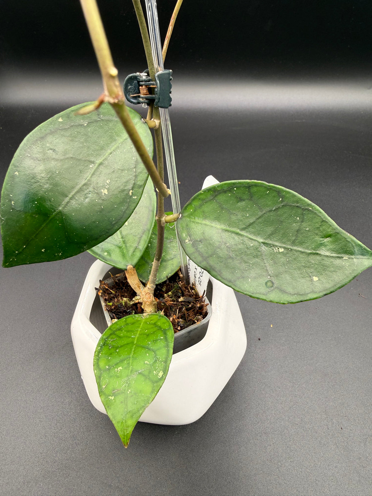 WRX70-05 (VHLS x callistophylla) -WD947