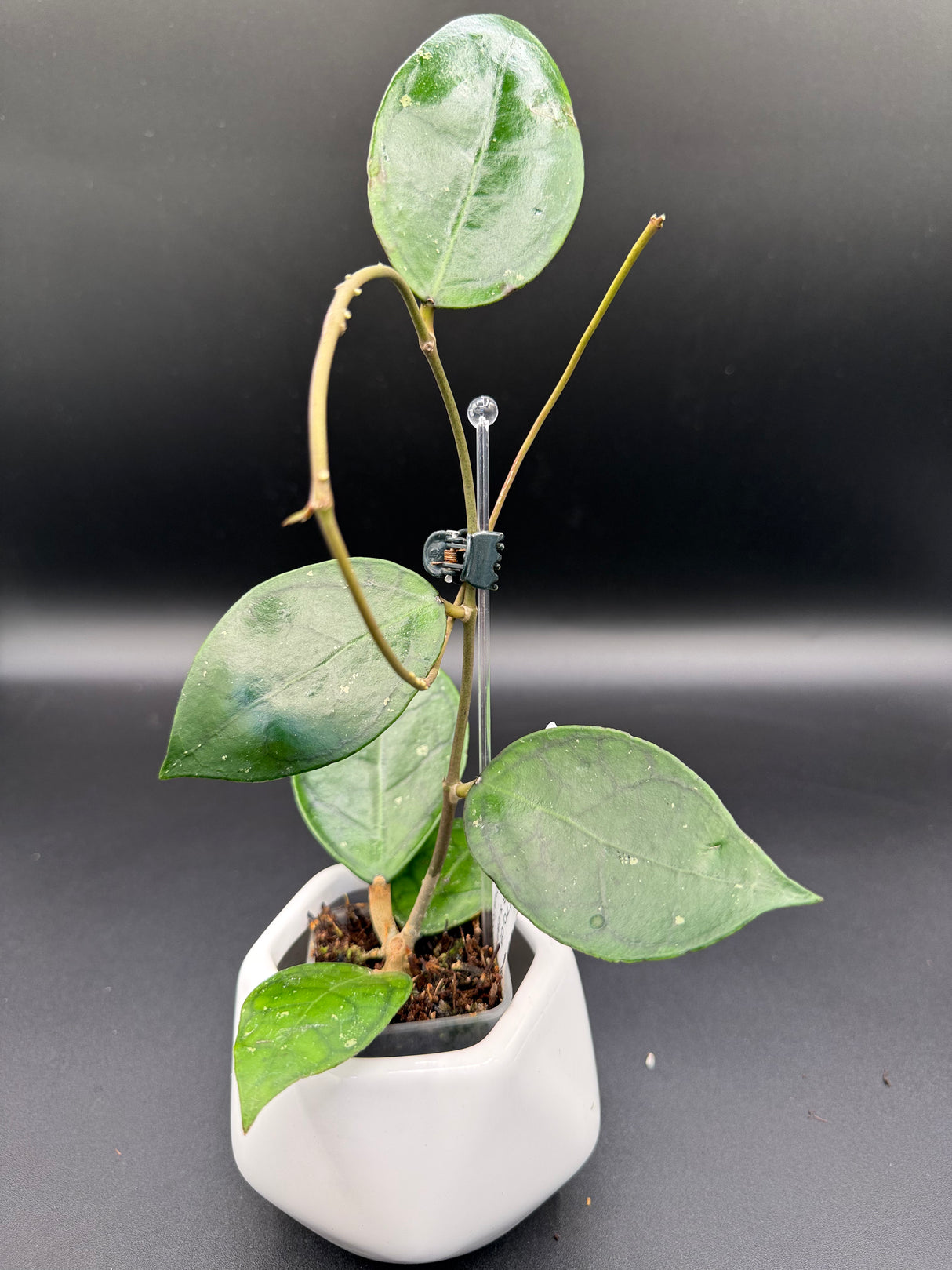 WRX70-05 (VHLS x callistophylla) -WD947