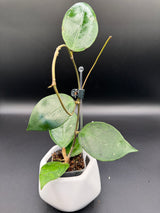 WRX70-05 (VHLS x callistophylla) -WD947