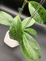 incrassata (silver) -WE446