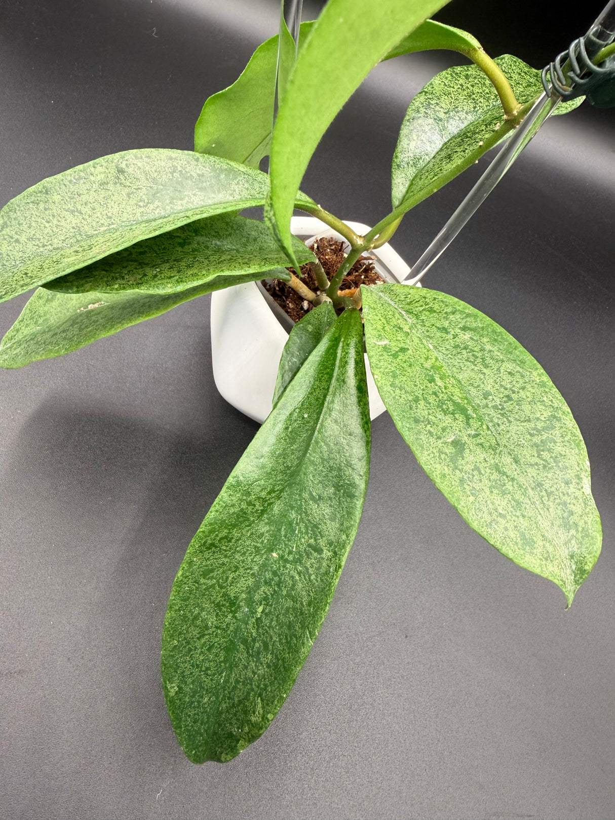 incrassata (silver) -WE446