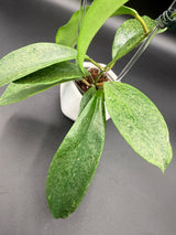 incrassata (silver) -WE446