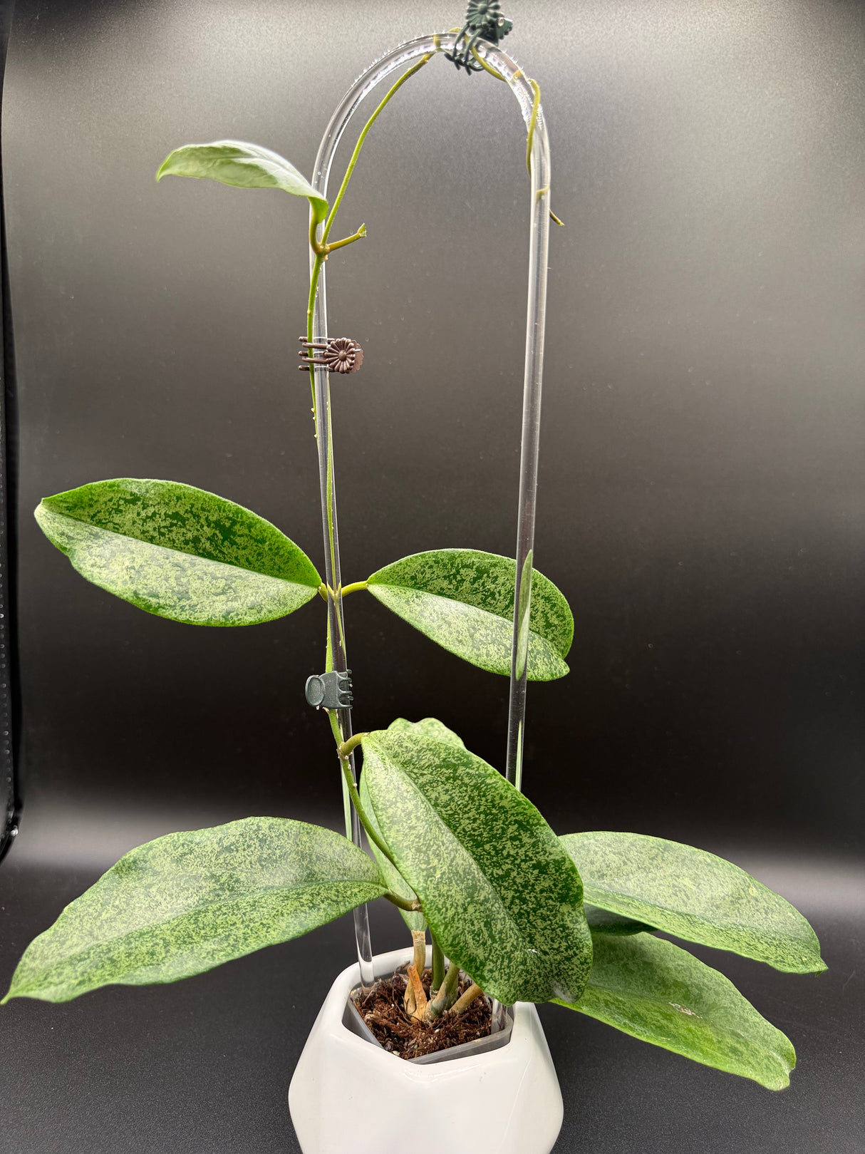 incrassata (silver) -WE446