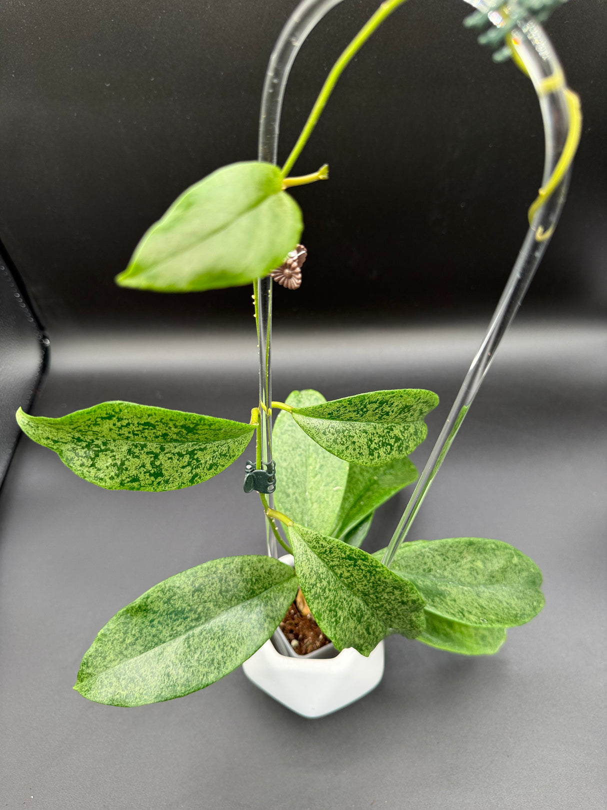 incrassata (silver) -WE446