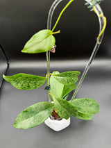 incrassata (silver) -WE446