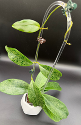 incrassata (silver) -WE446