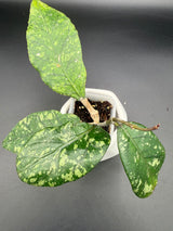 sp. Aceh Exotica -WE466