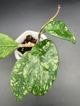 sp. Aceh Exotica -WE466