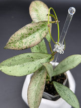 'Argentella Luna' (kentiana x lamingtonae) -WE-233