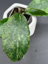 'Swiffer's Glow' -WE-651