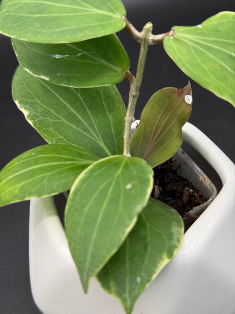 camphorifolia (outer variegated) -WD-530