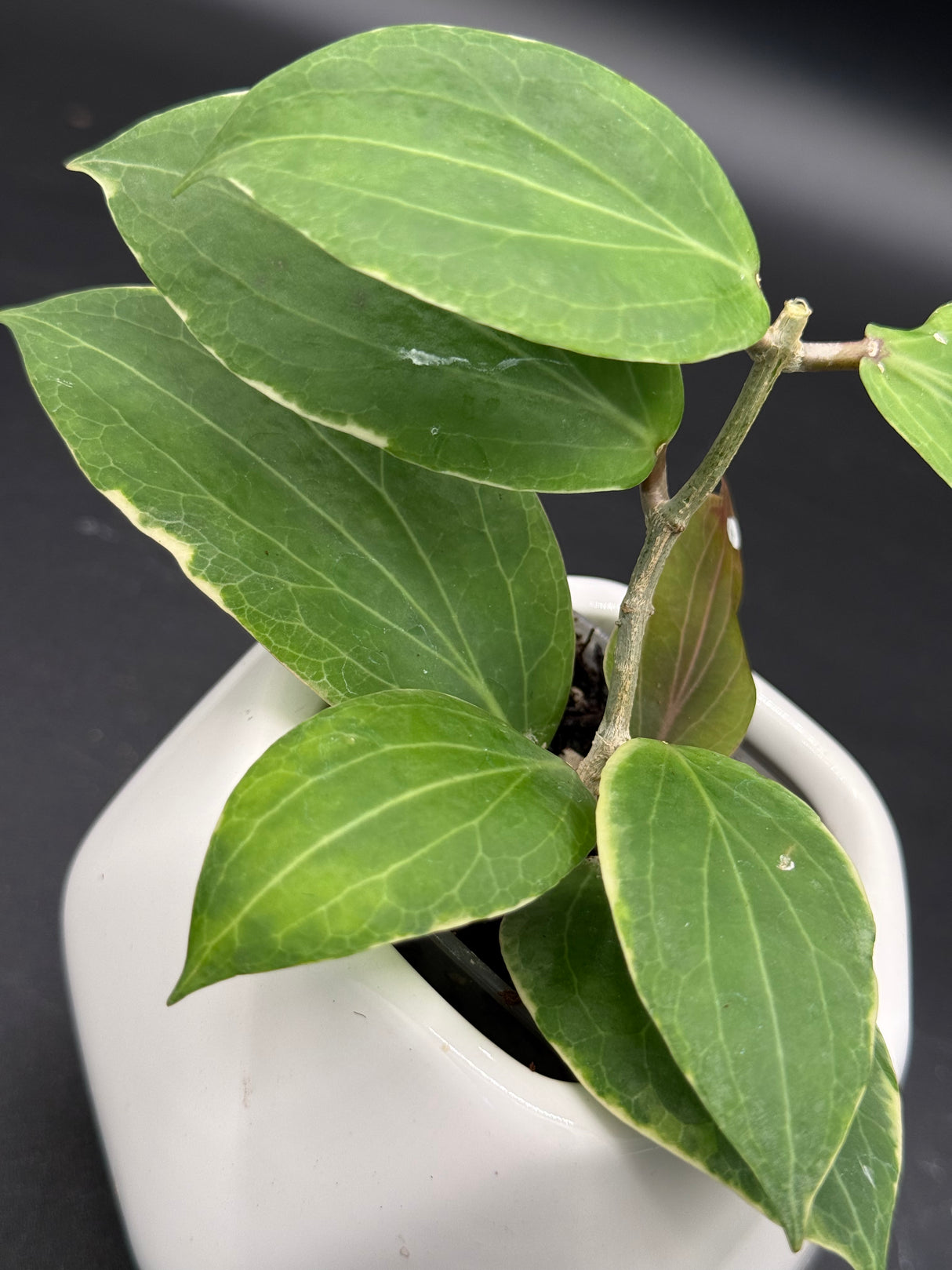 camphorifolia (outer variegated) -WD-530
