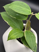 camphorifolia (outer variegated) -WD-530