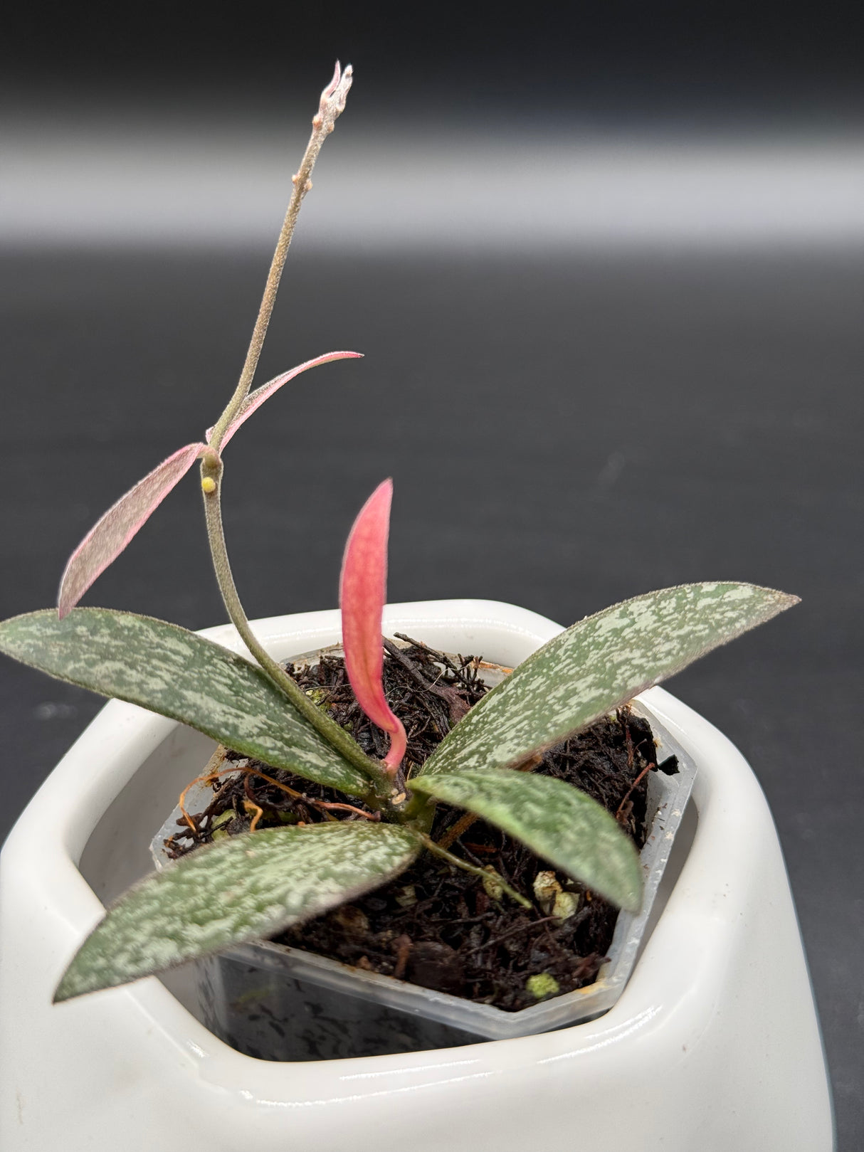Sigilatus Outer Variegated -WE-720