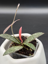 Sigilatus Outer Variegated -WE-720