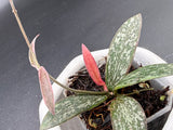 Sigilatus Outer Variegated -WE-720