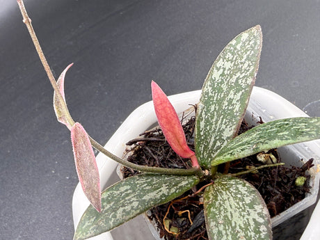 Sigilatus Outer Variegated -WE-720