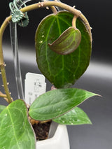 UT249 x latifolia ‘Pot of Gold’ -WD-934