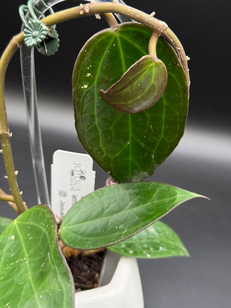 UT249 x latifolia ‘Pot of Gold’ -WD-934