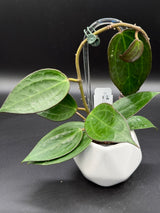 UT249 x latifolia ‘Pot of Gold’ -WD-934
